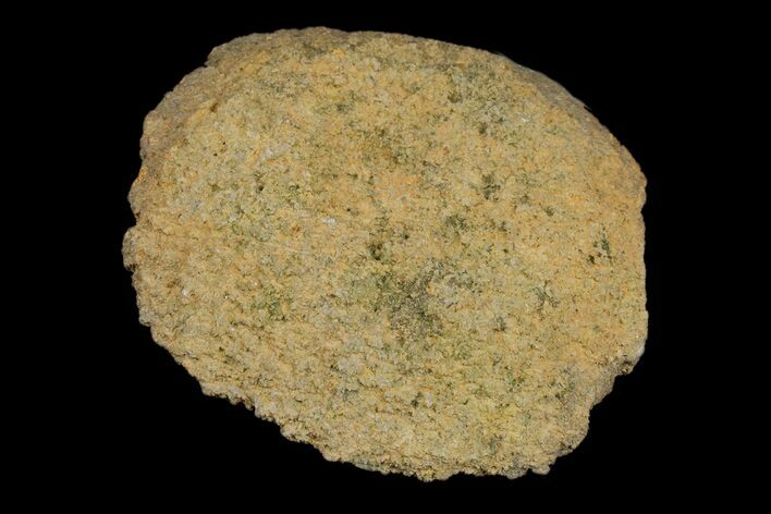Silurain Fossil Sponge (Astraeospongia) - Tennessee #174249